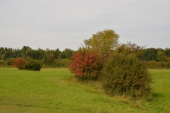 D71_6585