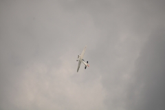 D71_5295