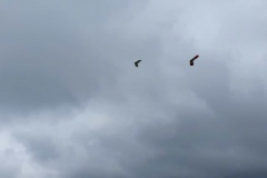20190728_123128