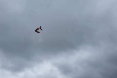 20190728_123129
