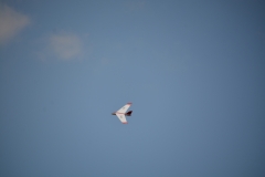 D71_5361